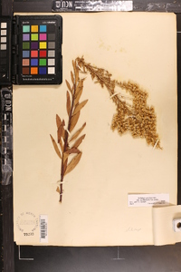 Solidago rigidiuscula image