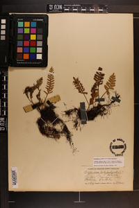 Pleopeltis polypodioides subsp. michauxiana image