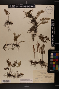 Pleopeltis polypodioides subsp. michauxiana image