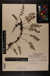 Pleopeltis polypodioides subsp. michauxiana image