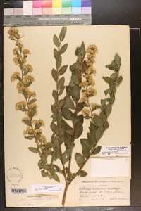 Solidago petiolaris image