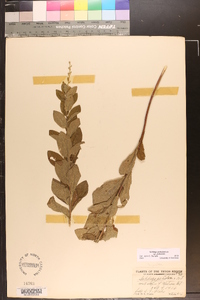 Solidago petiolaris image