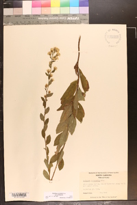 Solidago petiolaris image