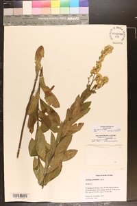 Solidago petiolaris var. petiolaris image