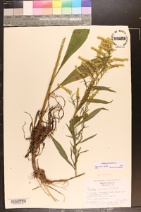 Solidago pinetorum image