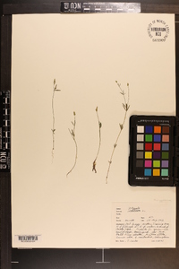 Polygala verticillata var. verticillata image