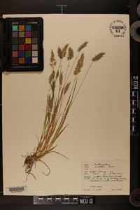 Anthoxanthum aristatum image