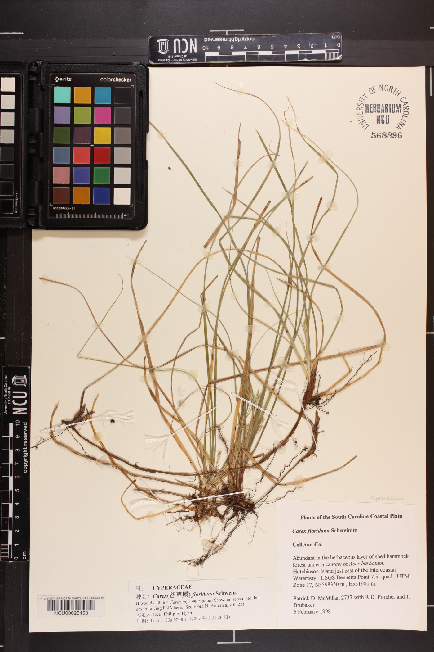 Carex floridana image