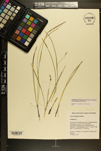 Carex basiantha image