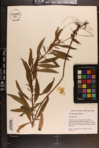 Oenothera riparia image