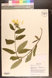 Helianthus resinosus image