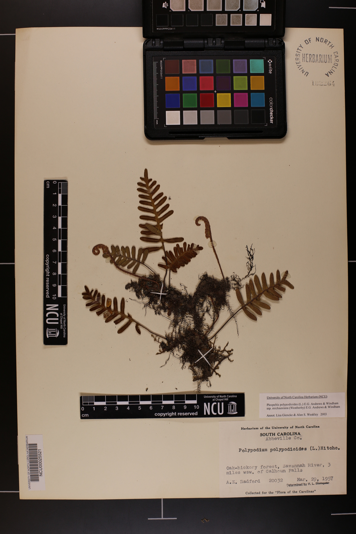 Pleopeltis polypodioides subsp. michauxiana image
