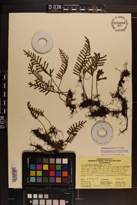 Pleopeltis polypodioides subsp. michauxiana image