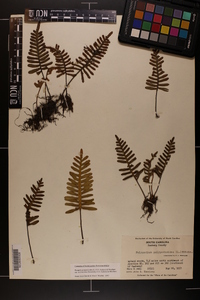 Pleopeltis polypodioides image