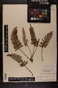 Pleopeltis polypodioides subsp. michauxiana image