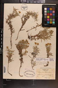 Chrysopsis ruthii image