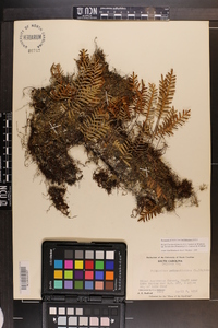 Pleopeltis polypodioides subsp. michauxiana image