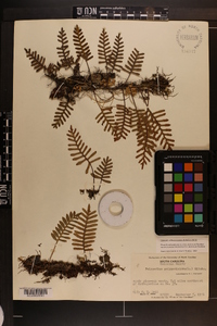 Pleopeltis polypodioides subsp. michauxiana image