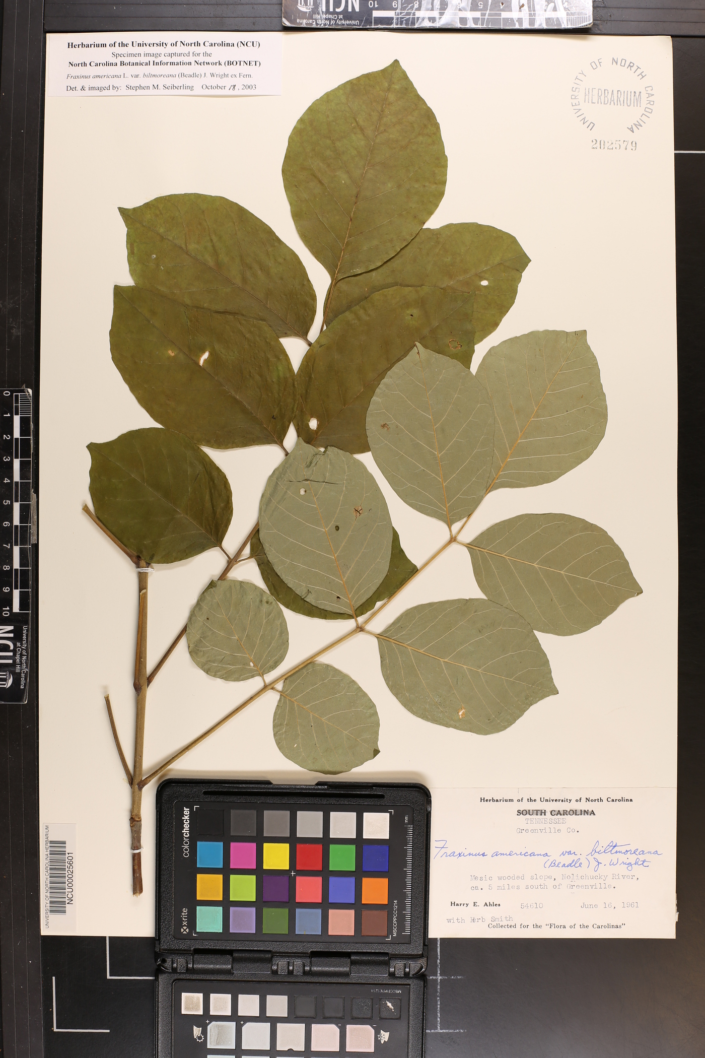 Fraxinus americana var. biltmoreana image