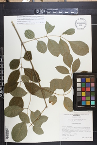 Fraxinus caroliniana image