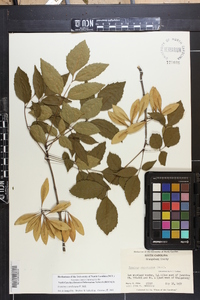 Fraxinus caroliniana image