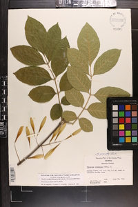 Fraxinus profunda image