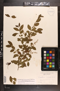 Ligustrum sinense image