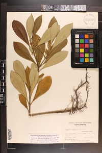 Osmanthus americanus image