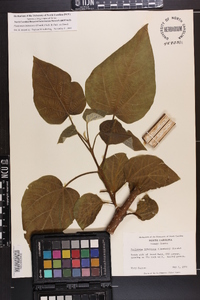 Paulownia tomentosa image