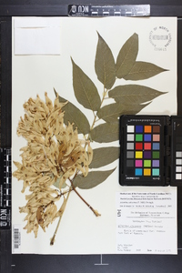 Ailanthus altissima image