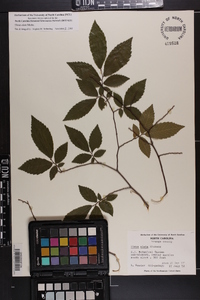 Ulmus alata image