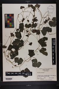 Melothria pendula image