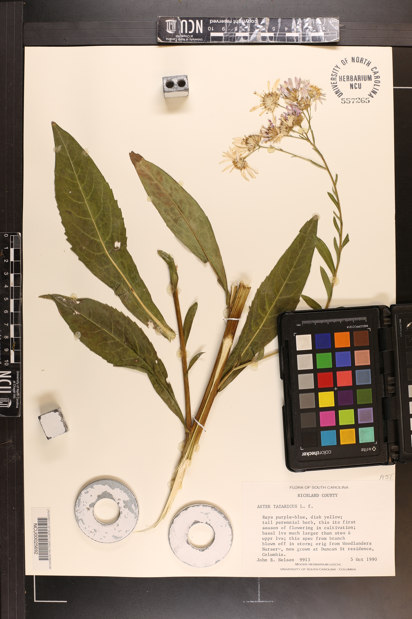 Aster tataricus image