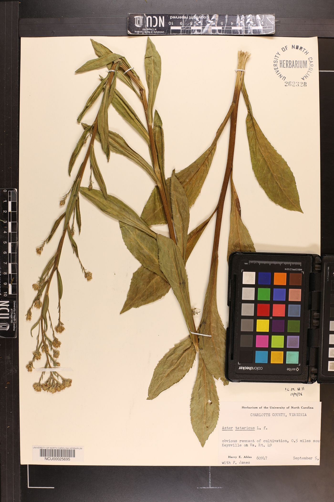 Aster tataricus image