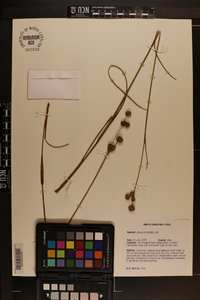 Juncus scirpoides image