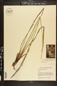 Sporobolus floridanus image