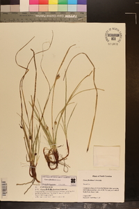 Carex floridana image