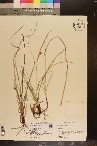 Carex floridana image