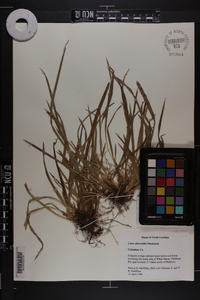 Carex abscondita image