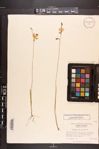 Calopogon pallidus image