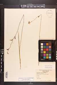 Calopogon pallidus image