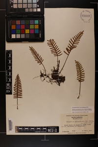 Pleopeltis polypodioides image