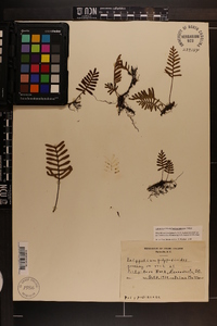 Pleopeltis polypodioides image