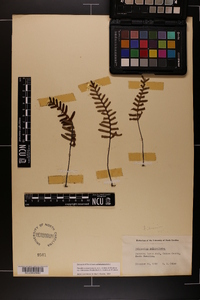 Pleopeltis polypodioides image