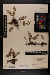 Pleopeltis polypodioides image