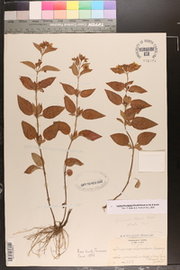 Lysimachia tonsa image