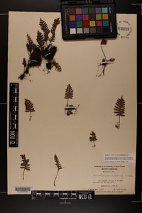 Pleopeltis polypodioides image