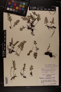 Pleopeltis polypodioides image