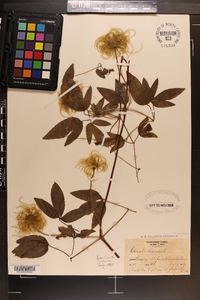 Clematis viorna image