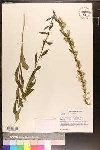 Solidago erecta image